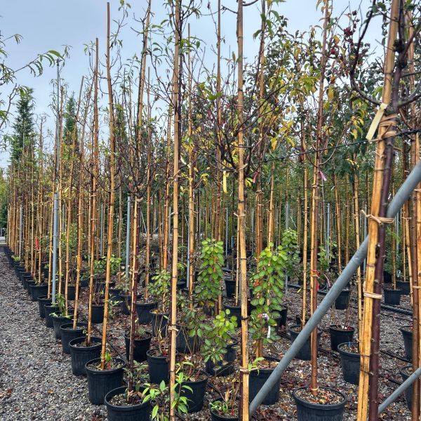 Prunus serrula (Tibetanska češnja)