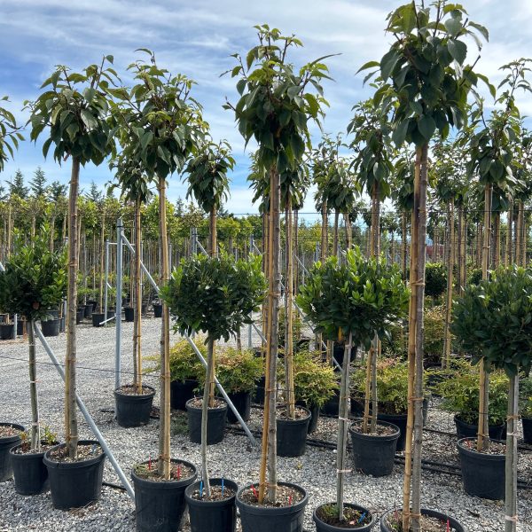 Prunus serrulata 'Kanzan' (Okrasna jap. češnja)