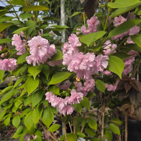 Prunus serrulata 'Kanzan' (Okrasna jap. češnja)