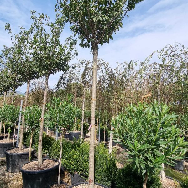 Prunus serrulata 'Kanzan' (Okrasna jap. češnja)