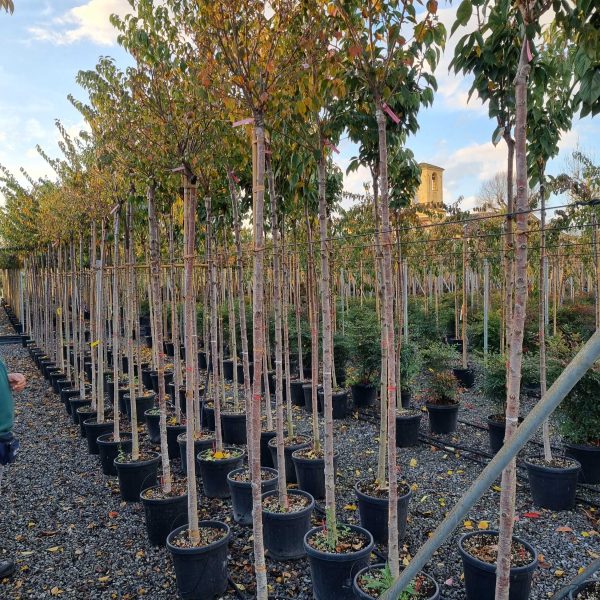 Prunus subhirtella 'Autumnalis Rosea' (Jesenska češnja)