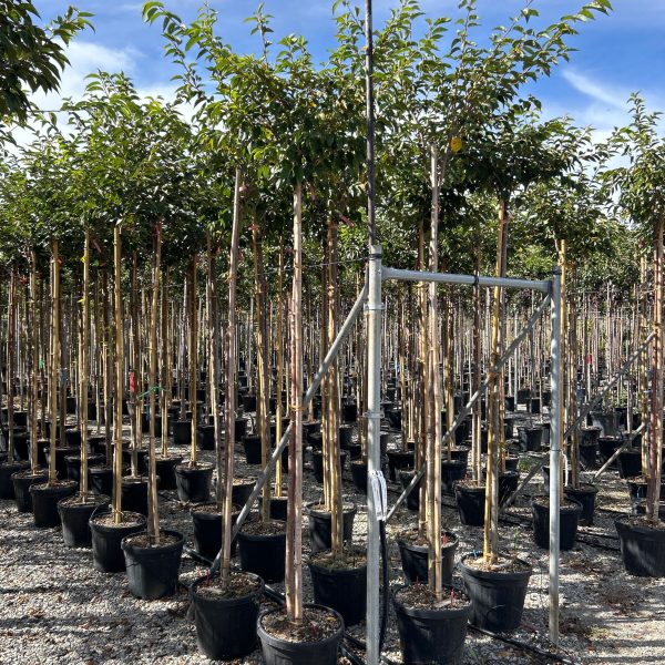 Prunus subhirtella 'Autumnalis Rosea' (Jesenska češnja)