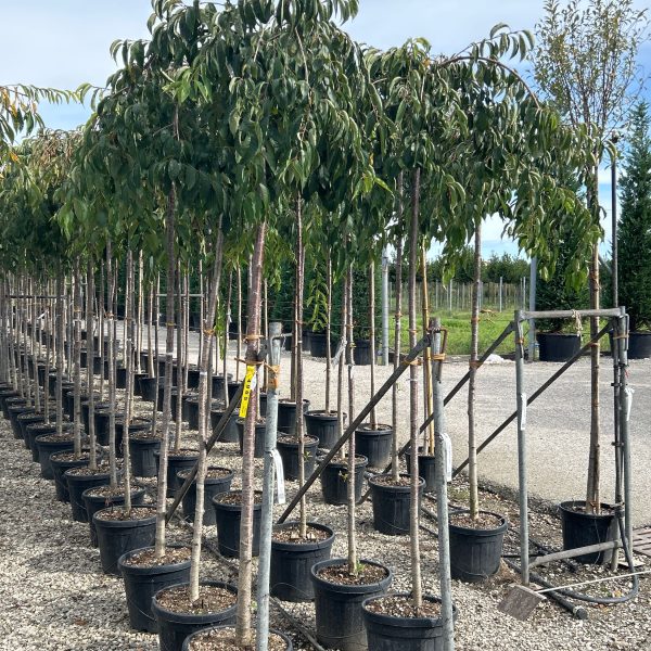 Prunus subhirtella 'Pendula Rosea' (Viseča češnja)