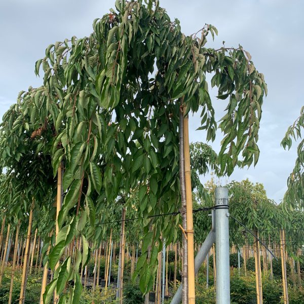 Prunus subhirtella 'Pendula Rosea' (Viseča češnja)