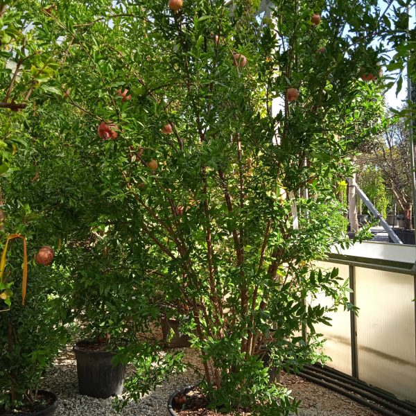 Punica granatum (Granatno jabolko)