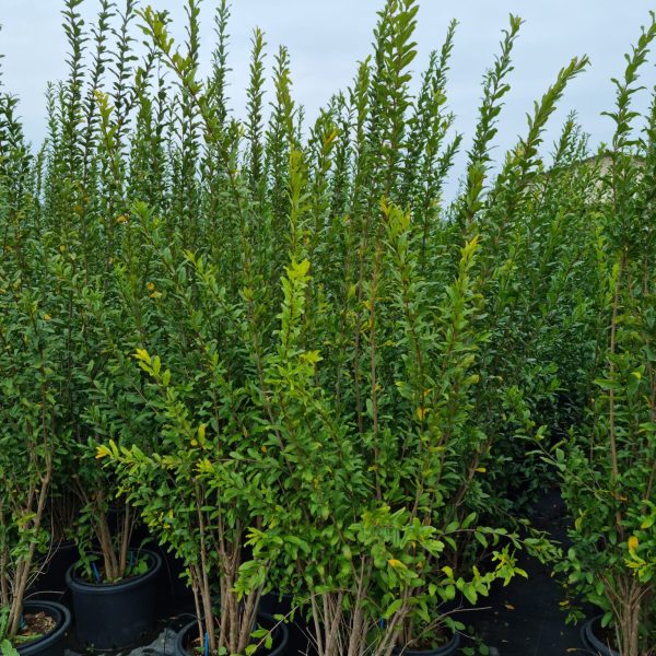 Punica granatum (Granatno jabolko)
