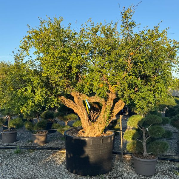 Punica granatum (Granatno jabolko)