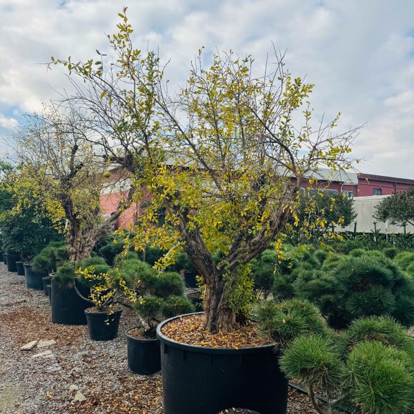 Punica granatum (Granatno jabolko)