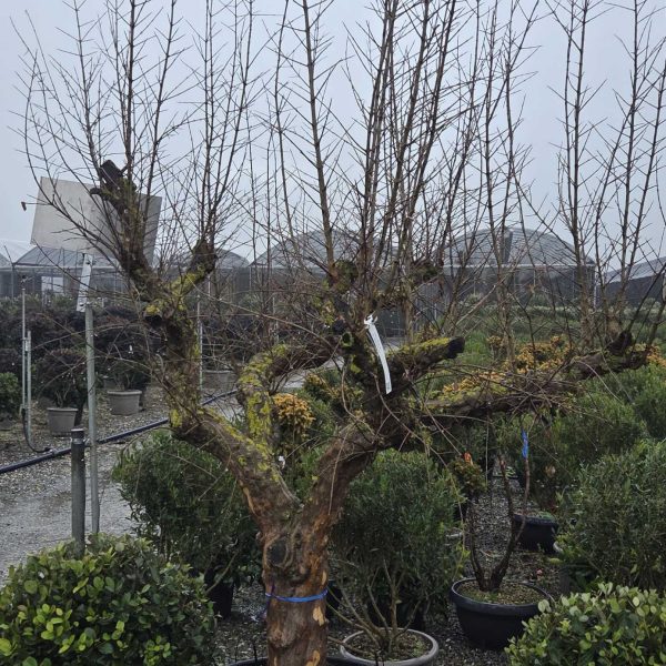 Punica granatum