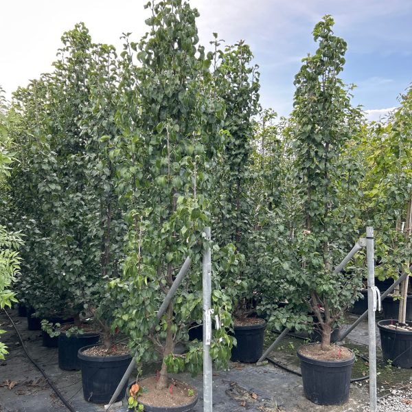 Pyrus calleryana 'Capital' (Stebrasta okrasna hruška)