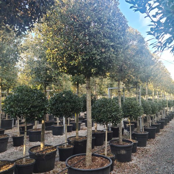 Quercus ilex