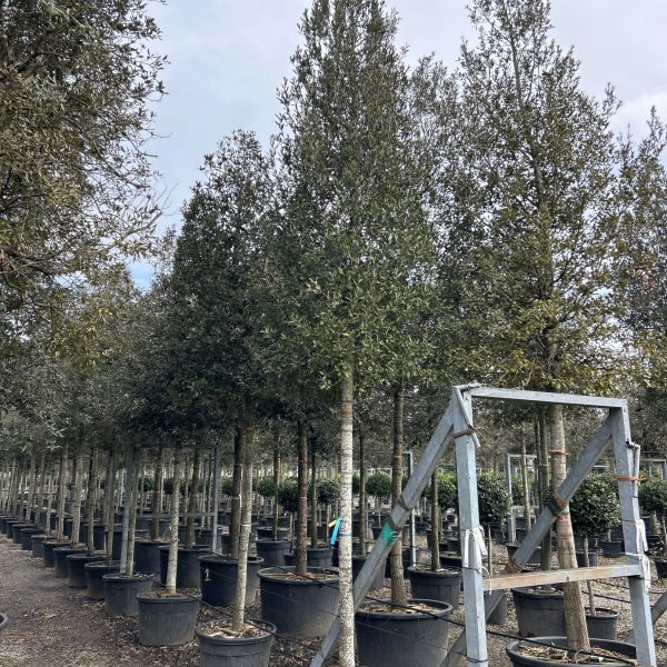 Quercus ilex (Črni hrast na steblu)