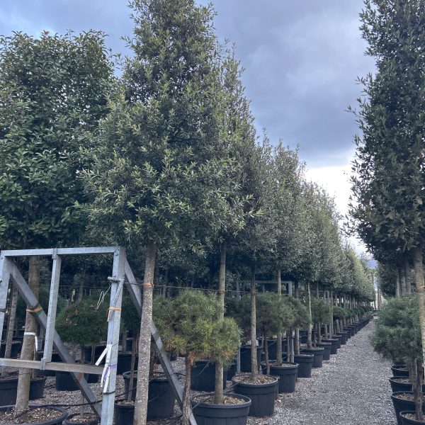 Quercus ilex (Črni hrast na steblu)