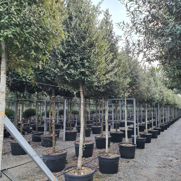 Quercus ilex (Črni hrast na steblu)