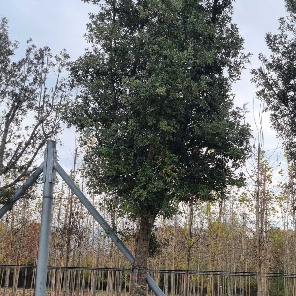 Quercus ilex (Črni hrast na steblu)