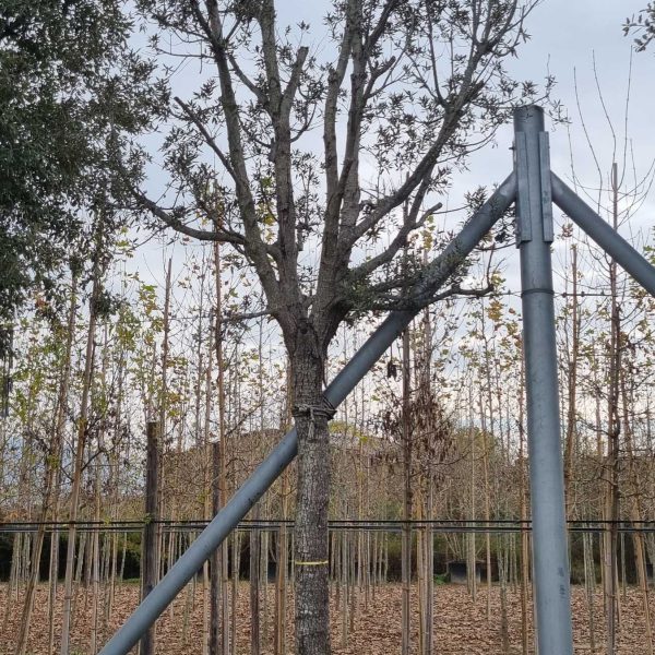 Quercus ilex (Črni hrast na steblu)