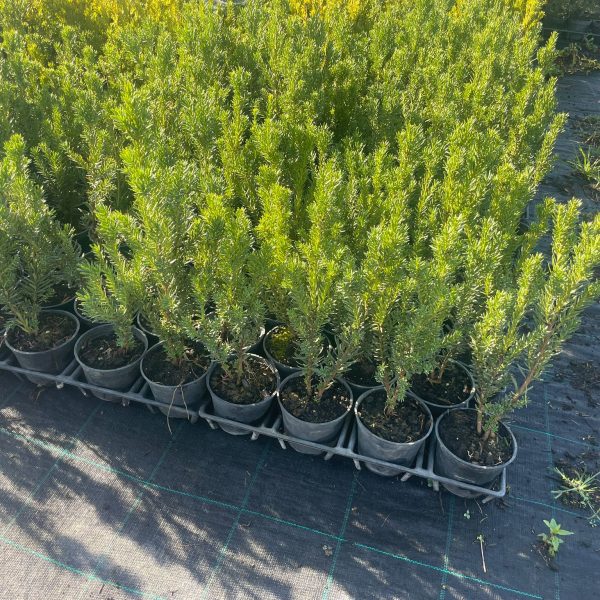 Taxus media ‘Hillii’ (Tisa brez plodov - moška rasltina – -)