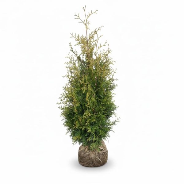Thuja occidentalis 'Brabant' (Ameriški klek – -)