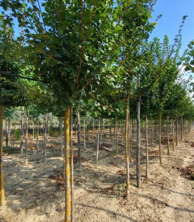 ACER CAMPESTRE ZE-8032831701339