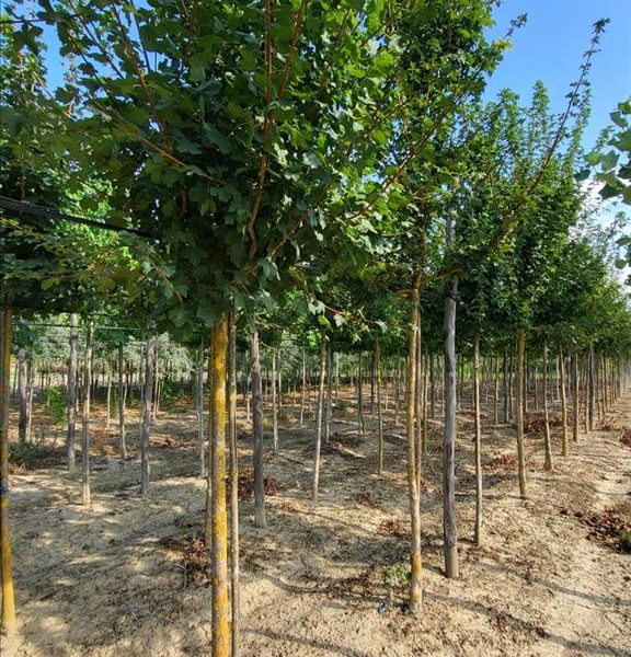 ACER CAMPESTRE