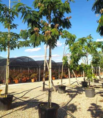 ALBIZIA JULIBRISSIN ZE-8032831708604