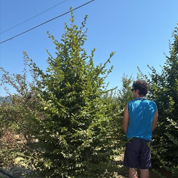 Carpinus betulus (Navadni beli gaber)
