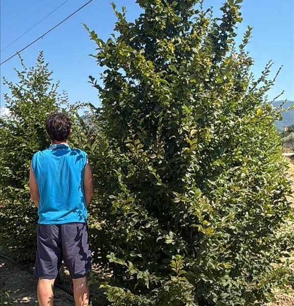 Carpinus betulus (Navadni beli gaber)