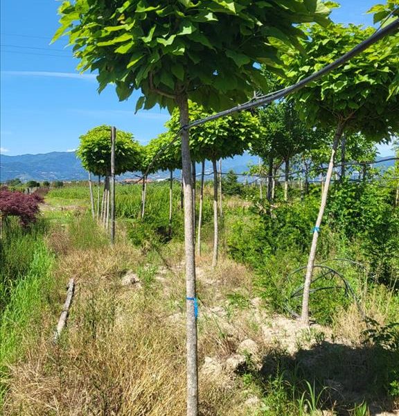 Catalpa bignonioides 'Nana' (Kroglasti cigarar)