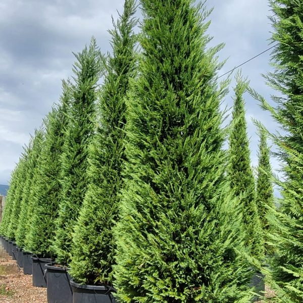 Cupressocyparis leylandii (Lejlandova cipresa)