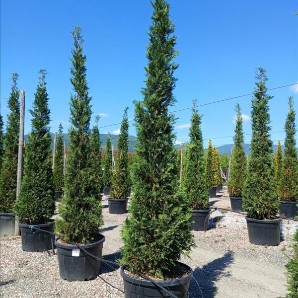Cupressocyparis leylandii 'Castle Gold´ (Leylandova cipresa, oblikovana)