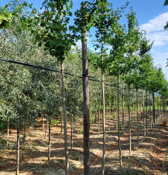 GINKGO BILOBA