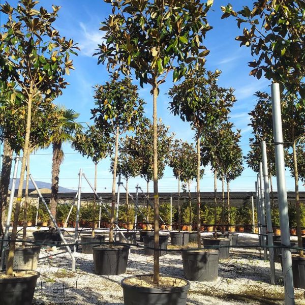Magnolia grandiflora 'Gallisoniensis'  (Velecvetna magnolija na steblu)