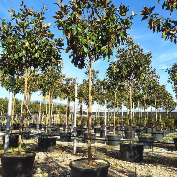 Magnolia grandiflora 'Gallisoniensis'  (Velecvetna magnolija na steblu)