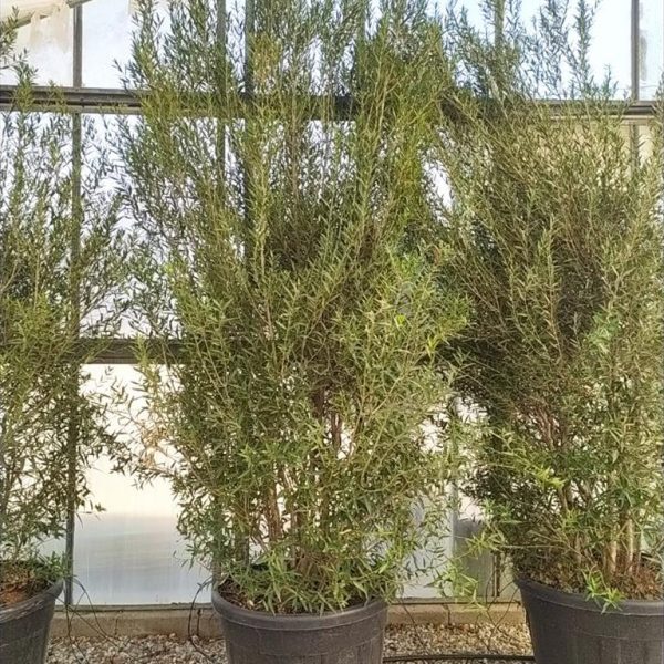 Phillyrea angustifolia