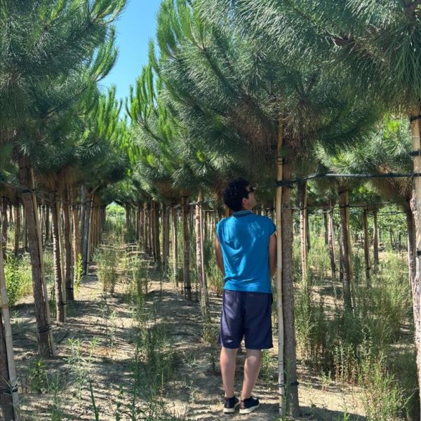 Pinus pinea (Pinija Sredozemski bor)