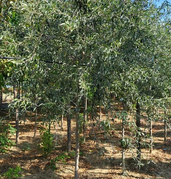 Pyrus salicifolia 'PENDULA'
