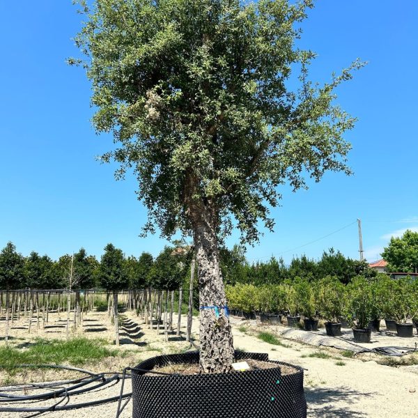 Quercus suber