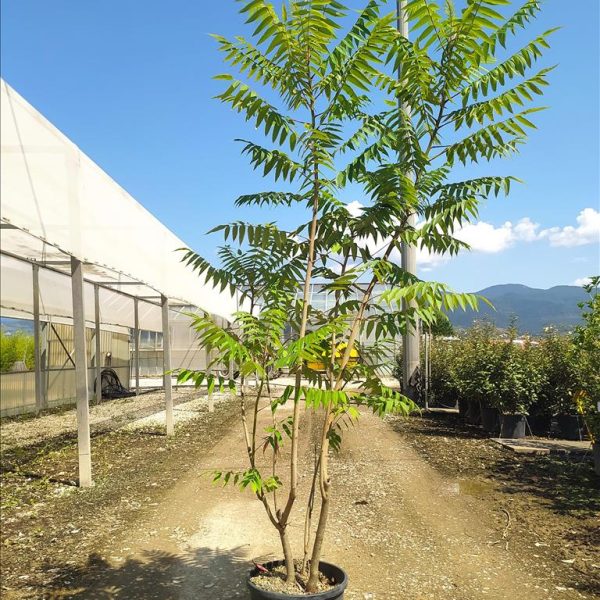 Rhus typhina ‘Sorta’ (Ruj)