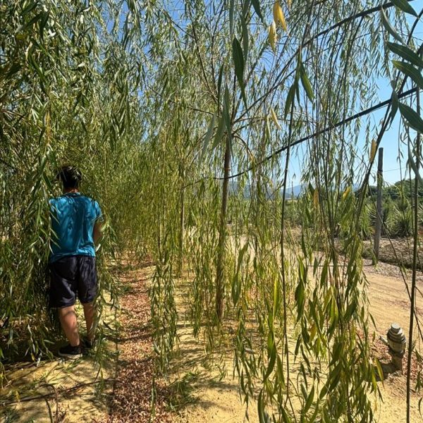 Salix babylonica (Vrba žalujka)