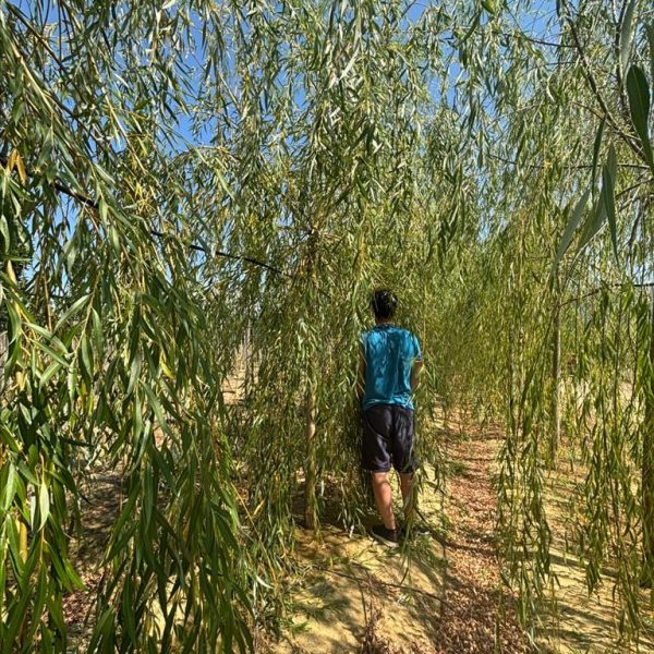 Salix babylonica 'Aurea' (Vrba žalujka)