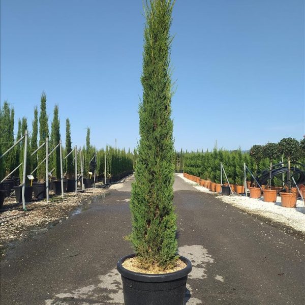 Cupressus sempervirens 'Pyramidalis' (Stebrasta cipresa)