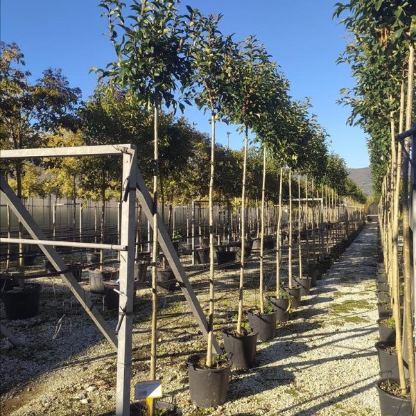 Ligustrum japonicum (japonski liguster – Na steblu)