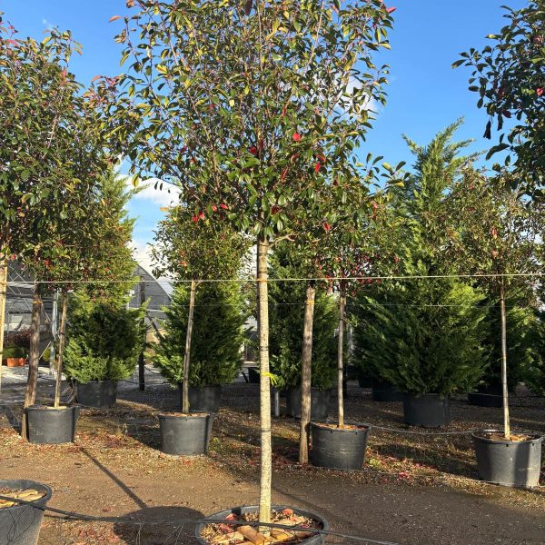 Photinia serr. 'Red Robin' (Fotinija na steblu)
