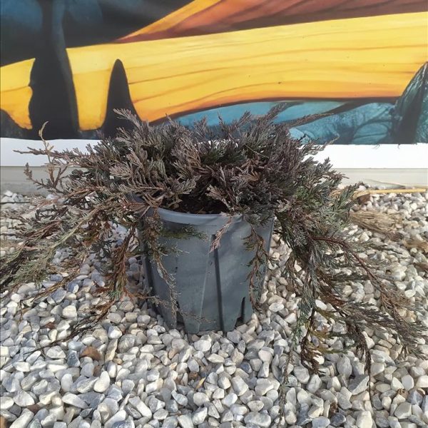 JUNIPERUS HOR. "GLAUCA"