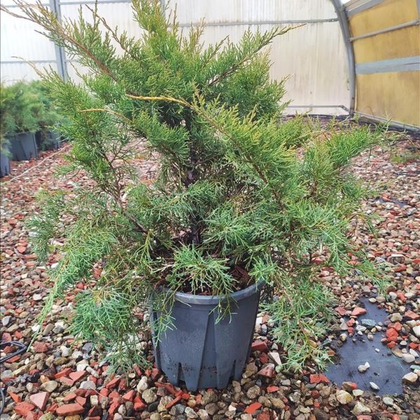 Juniperus media 'Pfitzeriana Aurea' (Pokrovni brin)