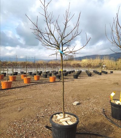 DIOSPYROS KAKI IN CVS ZE-8032831840922