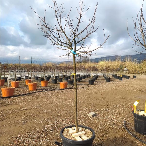 DIOSPYROS KAKI IN CVS