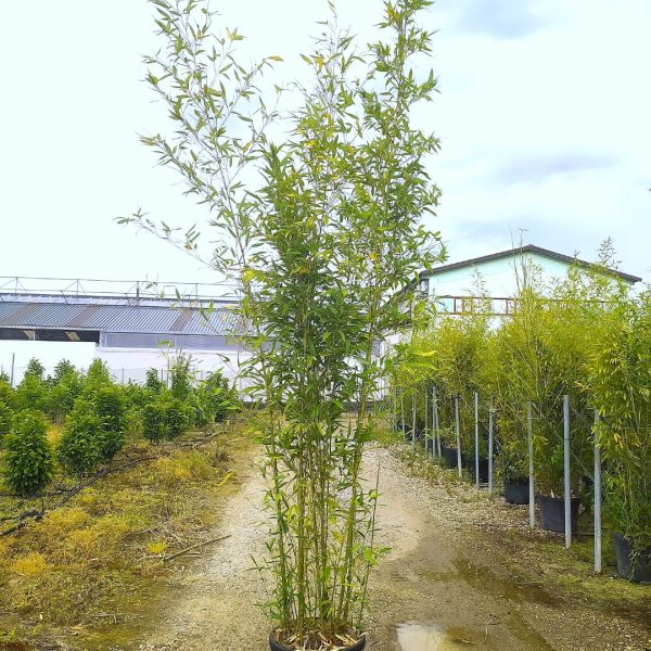 Phyllostachys Aurea (Zlati bambus)