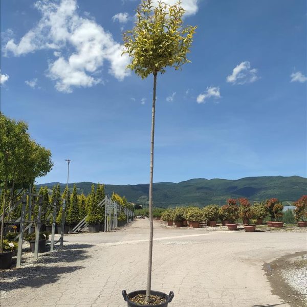 Ligustrum japonicum ‘Aureum’ (Japonski liguster 'Aureum' – Na steblu)