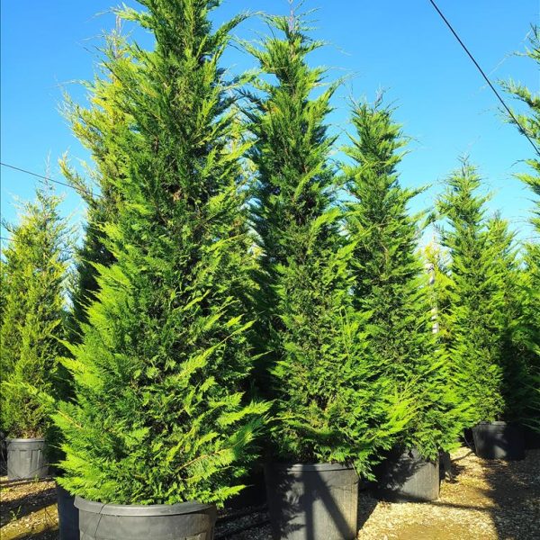 Cupressocyparis leylandii (Lejlandova cipresa)